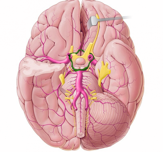 中枢神经系统的动脉供应