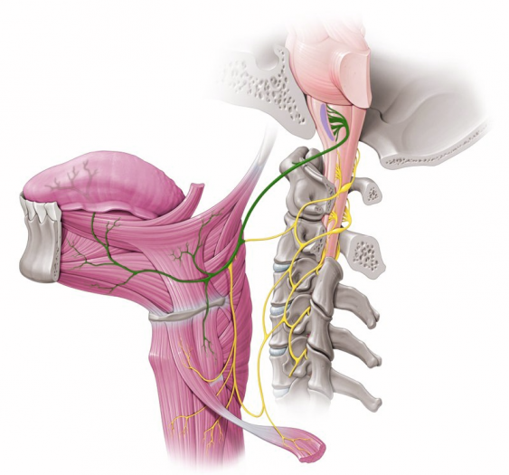 舌下神经 (CN XII)