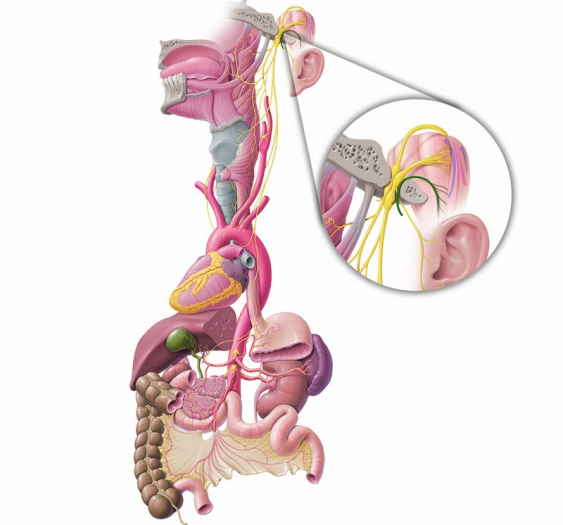迷走神经 (CN X)