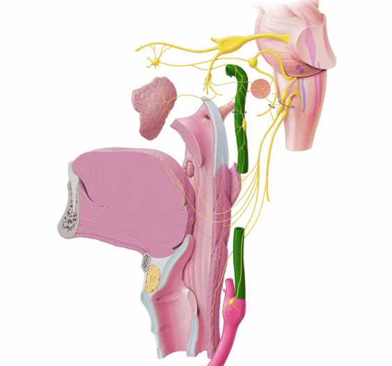 舌咽神经 (CN IX)