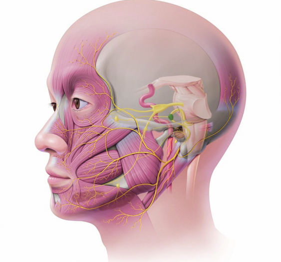 面神经 (CN VII)