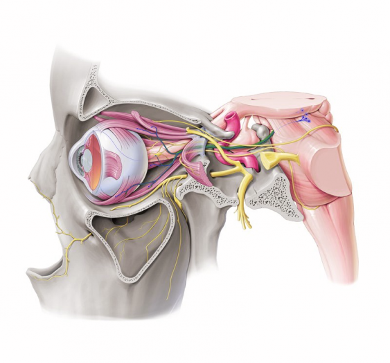 动眼神经 (CN III)
