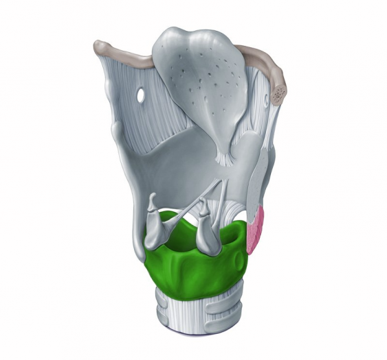 喉韧带和皱襞