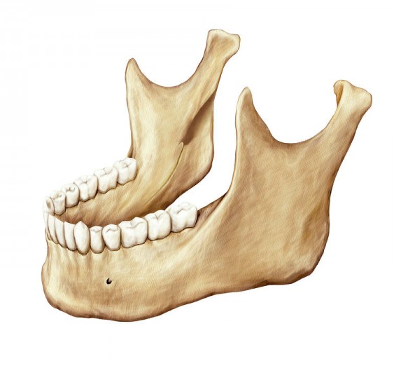 下颌骨