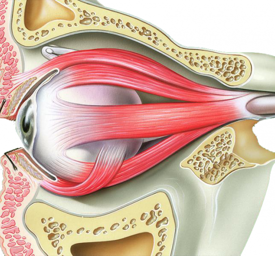 眼外肌