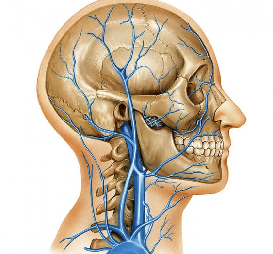 头颈部静脉