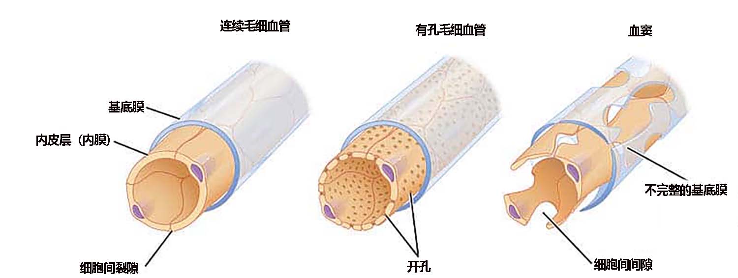 图 1.2 - 三种不同类型的毛细管。