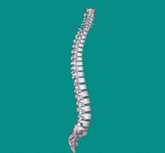 脊柱Vertebral column