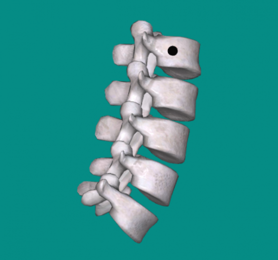 腰椎lumbar vertebra