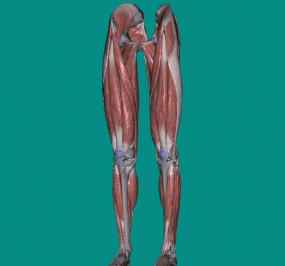 下肢肌肉Lower limb muscles