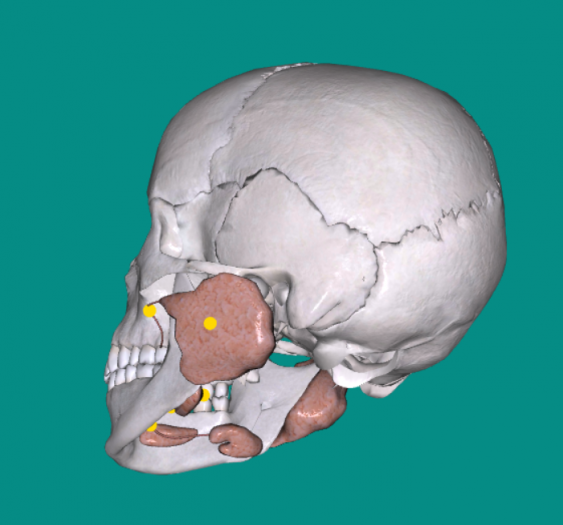 唾液腺Salivary glands