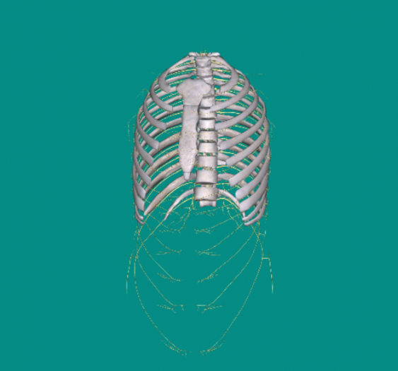 胸神经thoracic nerve