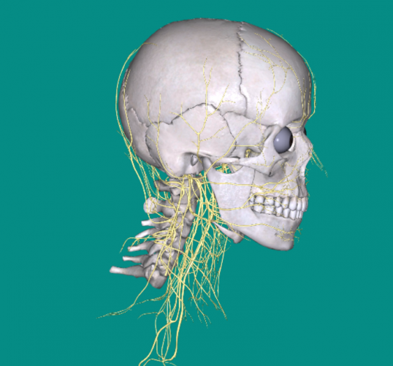 头颈神经Head and neck nerves