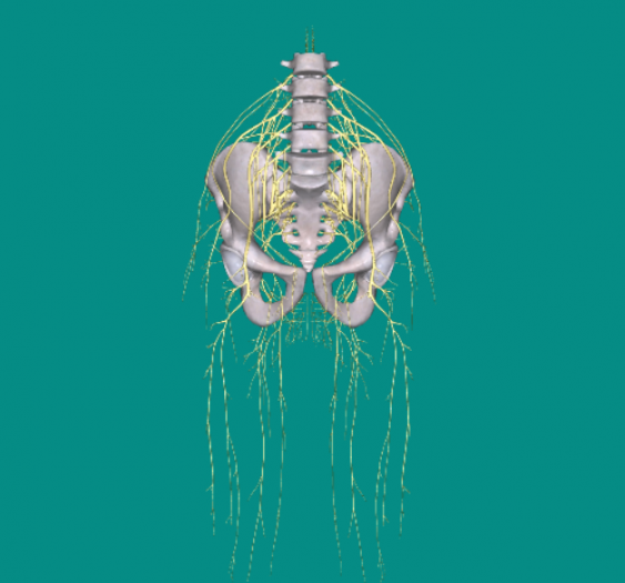 腰骶丛lumbosacral plexus