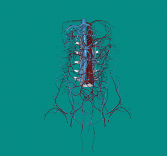 腹部血管Abdominal blood vessels