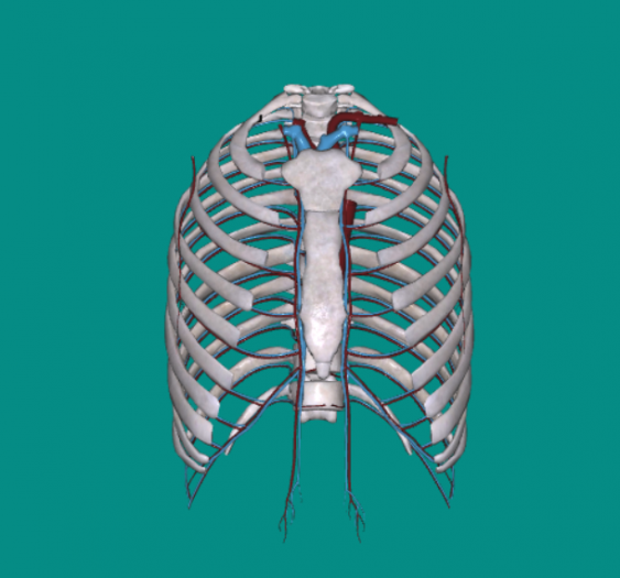 胸部血管Chest blood vessels
