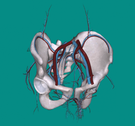 盆部血管Pelvic vascular