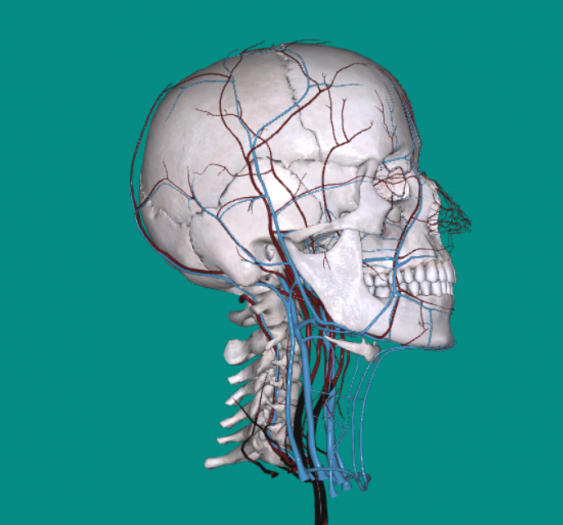 头颈血管Head and neck blood vessels