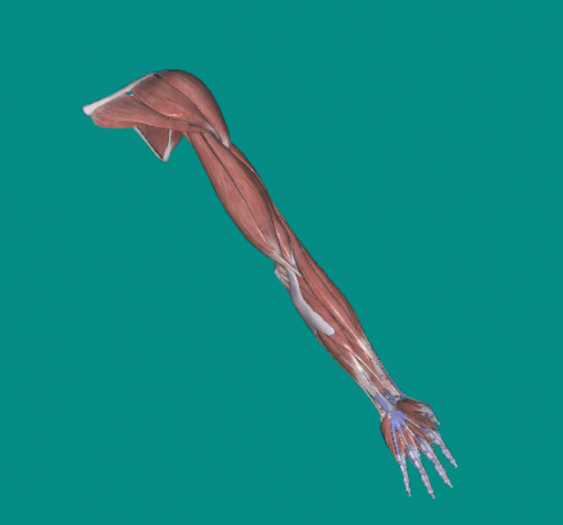 上肢肌Upper limb muscle