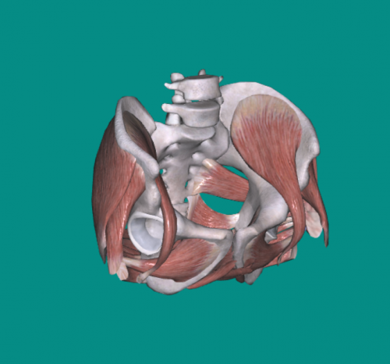 盆部肌Pelvic muscle