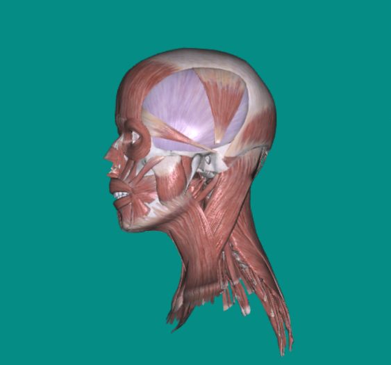 头颈肌Head and neck muscles