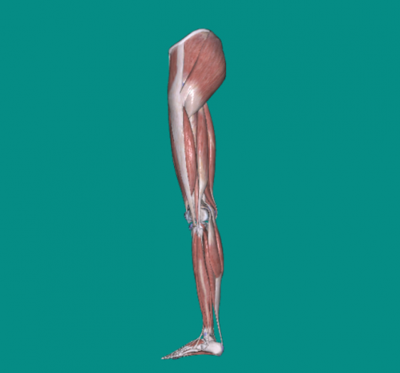 下肢肌The muscles of lower limb