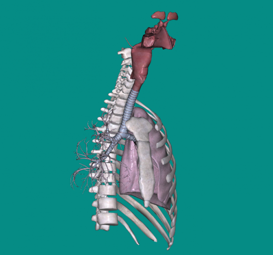 呼吸系统respiratory system