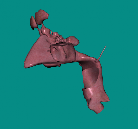 上呼吸道upper respiratory tract