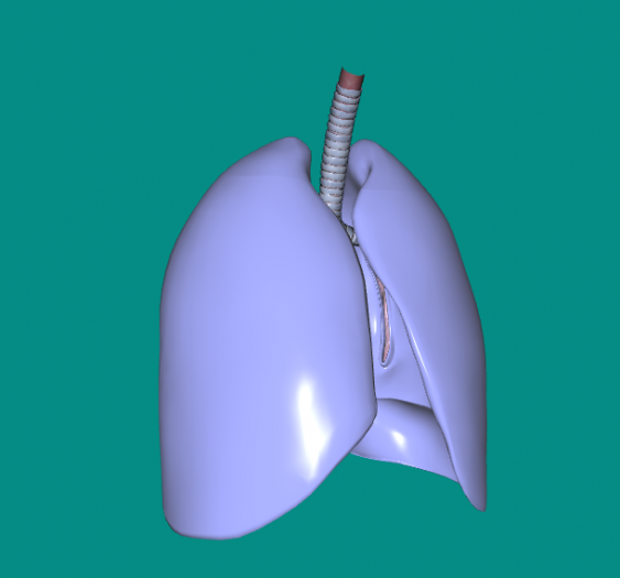 下呼吸道lower respiratory tract