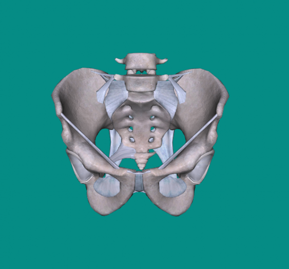 骨盆韧带infundibulopelvic ligament