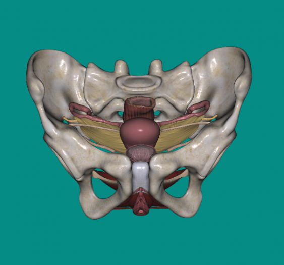 女生殖系统Female reproductive system