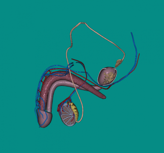 男生殖系统Male reproductive system