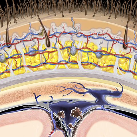 Cross-sectional graphic of scalp [1 of 7]