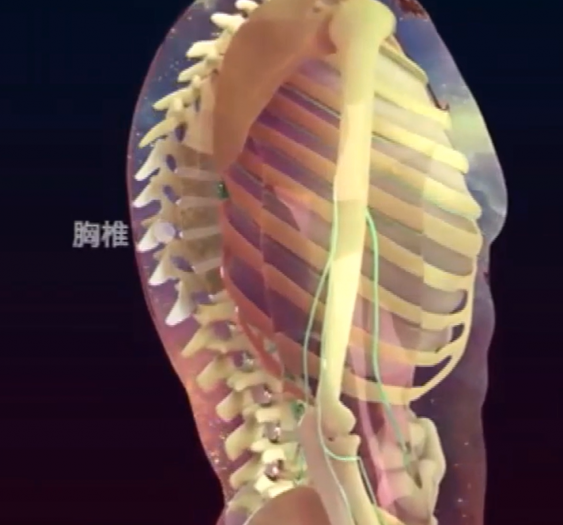 骨骼肌肉系统Musculoskeletal system