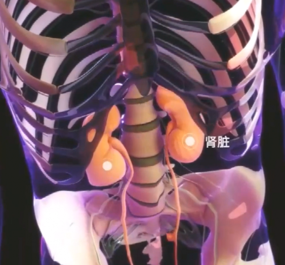 泌尿系统urinary system