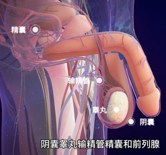 男性生殖系统