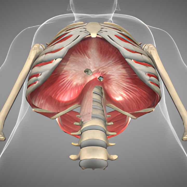 胸部Thorax