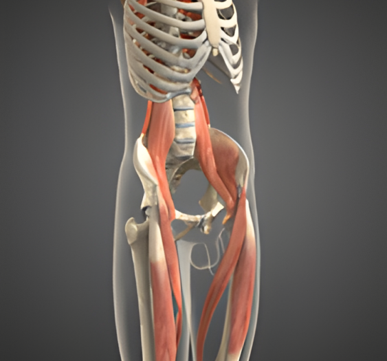 骨盆前倾（二）Anterior Pelvic tilt