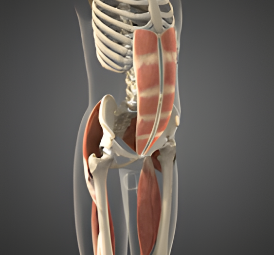 骨盆后倾（二）Posterior pelvic tilt
