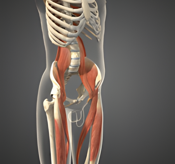 骨盆后倾（三）Posterior pelvic tilt