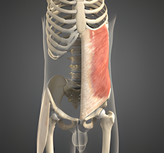 侧屈（四）Lateral flexion
