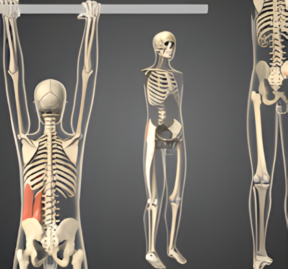 侧屈（二）Lateral flexion