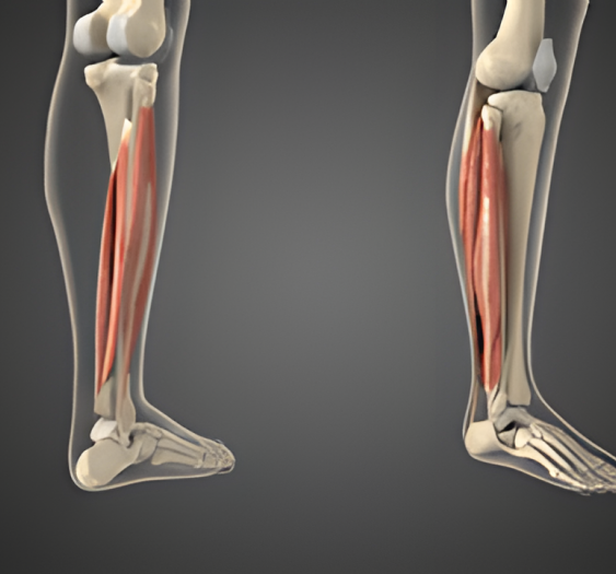 跖屈（六）Plantar flexion