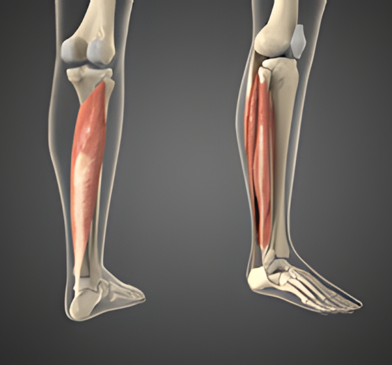 跖屈（四）Plantar flexion