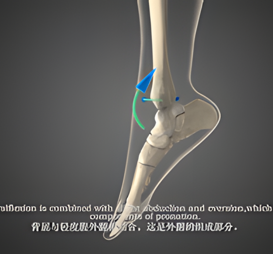 背屈（一）Dorsiflexion