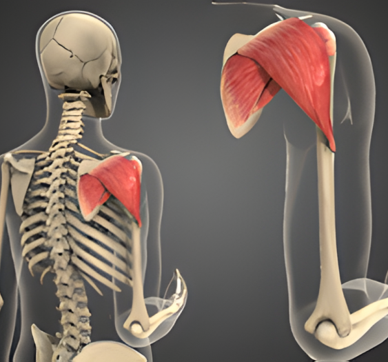 外旋（二）External Rotation