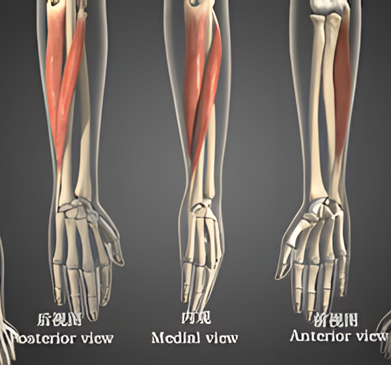 尺侧偏斜（二）Ulnar deviation