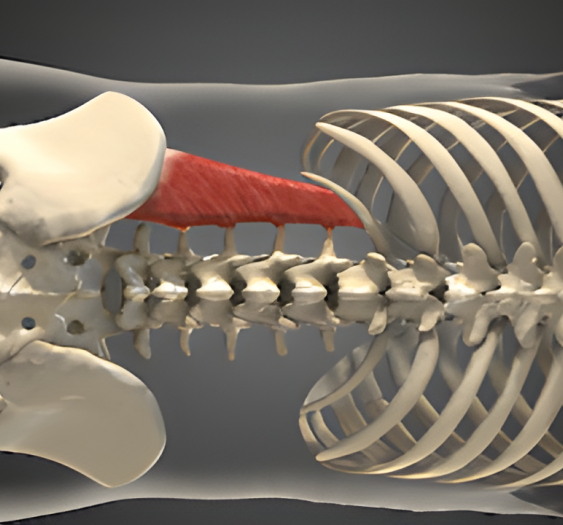 脊柱侧屈（六）Lateral Flexion