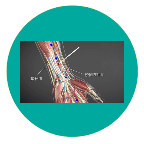 手厥阴心包经 Peri Cardium