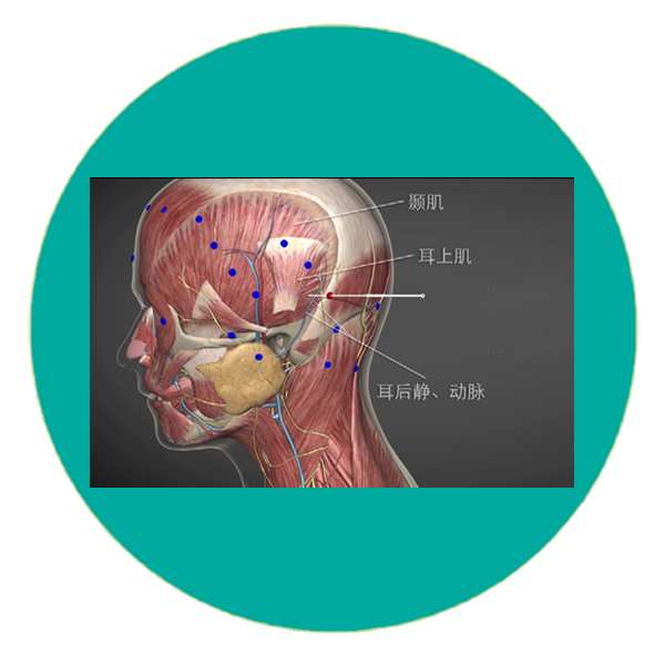 足少阳胆经 Gall BLadder